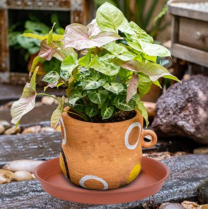 Bleuhome 6 Pack of 6 inch Plant Saucer, 4 6 8 10 12 14 16 inch Plant Saucers, Heavy Duty Plastic Plant Water Tray, Planter Drip Trays for Pot, Flower Saucers for Indoors (6 inch, Terracotta) - Image 5