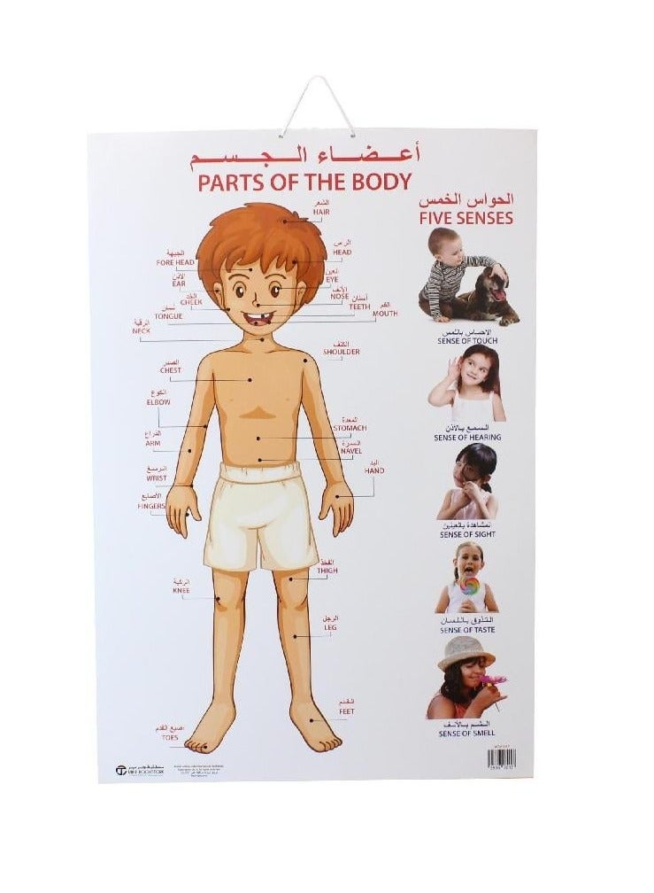 اجزاء من الجسم لوحة