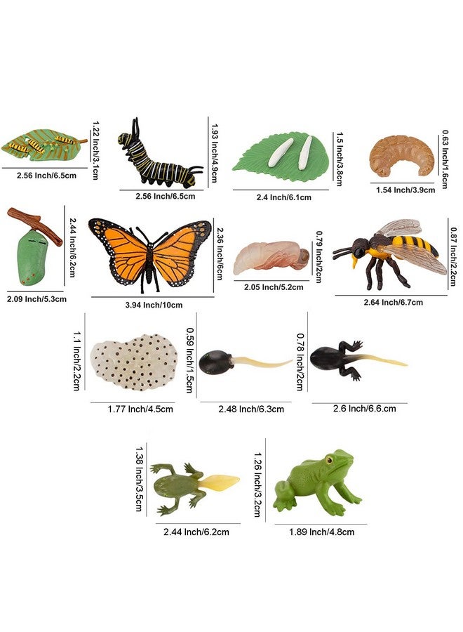 JOKFEICE 13pcs Insect Toys Life Cycle of Butterfly, Honey Bee & Frog Action Model, Plastic Bug Figurines, Early Educational Toys, Science Project, Christmas Birthday Gift for Kids - Image 2