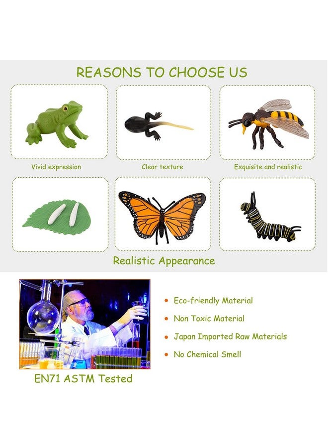 JOKFEICE 13pcs Insect Toys Life Cycle of Butterfly, Honey Bee & Frog Action Model, Plastic Bug Figurines, Early Educational Toys, Science Project, Christmas Birthday Gift for Kids - Image 3