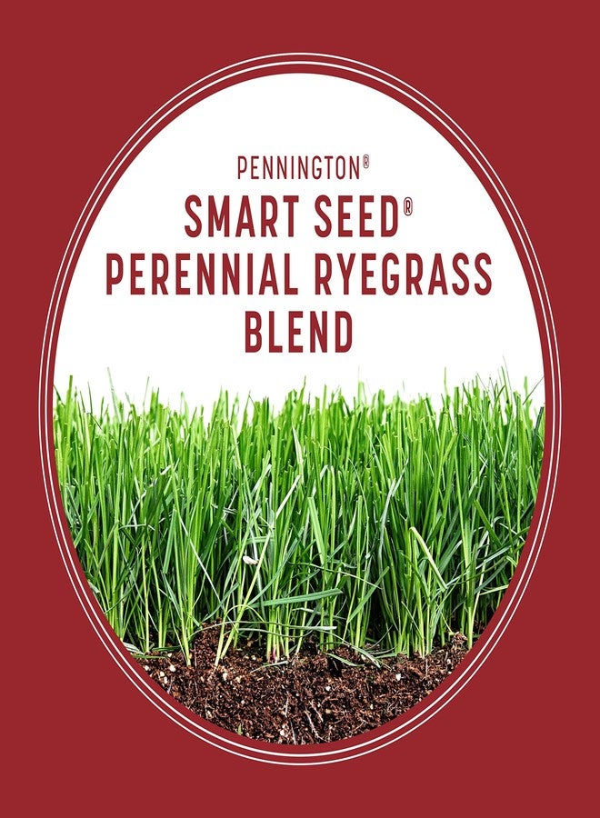 Pennington 100543717 Smart Seed Perennial Ryegrass 3 lb, Black Label - Image 5