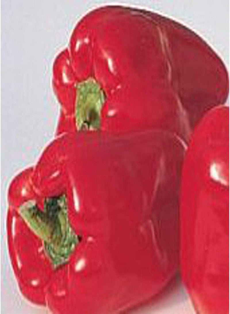 GGOOT Ace Sweet seed Seeds (25+ Seeds)