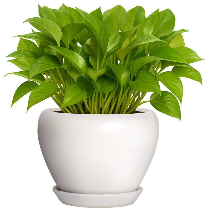 DEEPDREAM Deep Dream 6 Inch Plant Pot - Ceramic Planter with Drainage Hole and Trays, Modern Round Flower Pot, Planters for Indoor Outdoor Plants, Home Garden Decor, White - Image 1