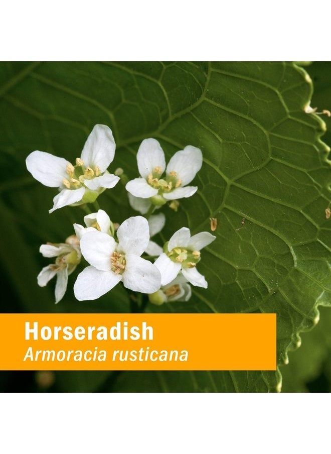 HERB PHARM Certified Organic Horseradish Liquid Extract for Respiratory System Support - 1 Ounce (DHRAD01)  - Image 2
