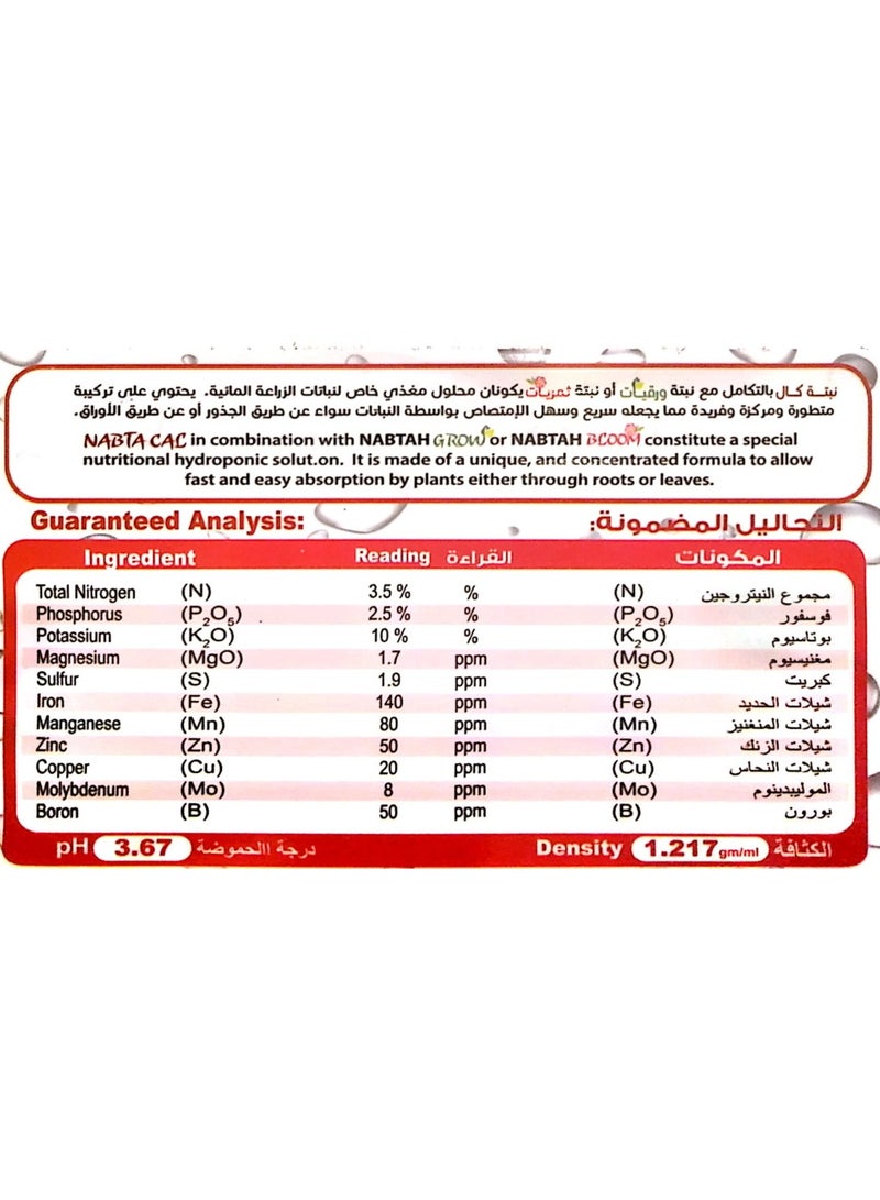 نبتة بي تو 4 لتر - Image 3