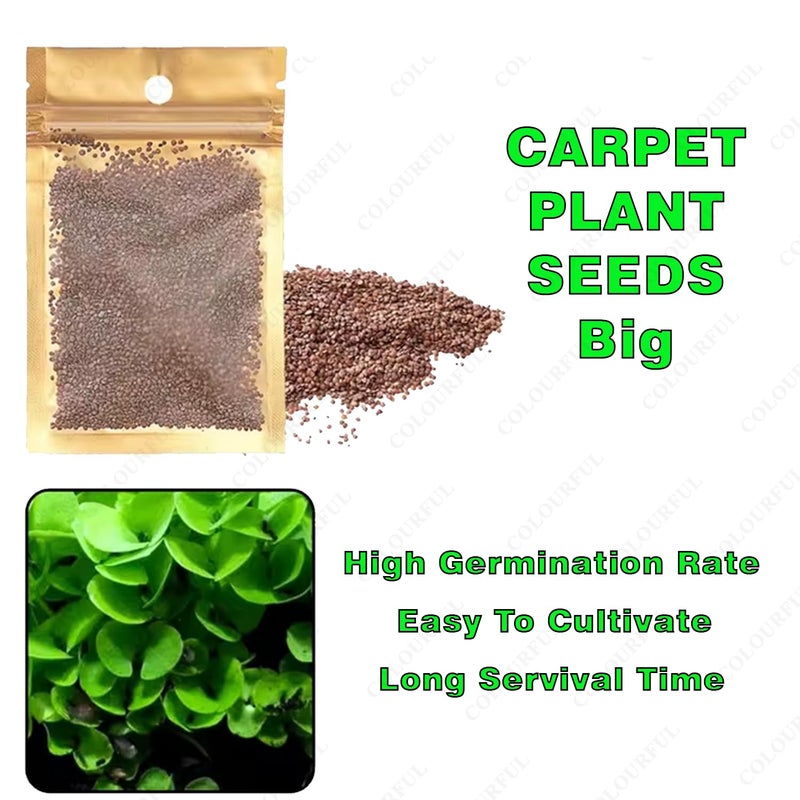colourful Planted Aquarium Black Substrate Aqua Soil for Fish Tank | Live Planted Aquarium | Plant Seeds (950g Aquarium Soil, Big Carpet Seed) - Image 2