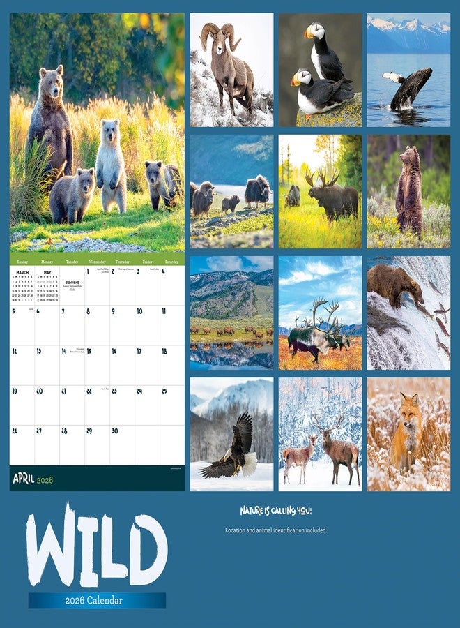 TF Publishing 2026 Wild Wall Calendar - Large Grids for Appointments and Scheduling - Vertical Monthly Wall Calendar 2026 with Premium Gloss Paper for Home and Office Organization - 12in x 12in - Image 3