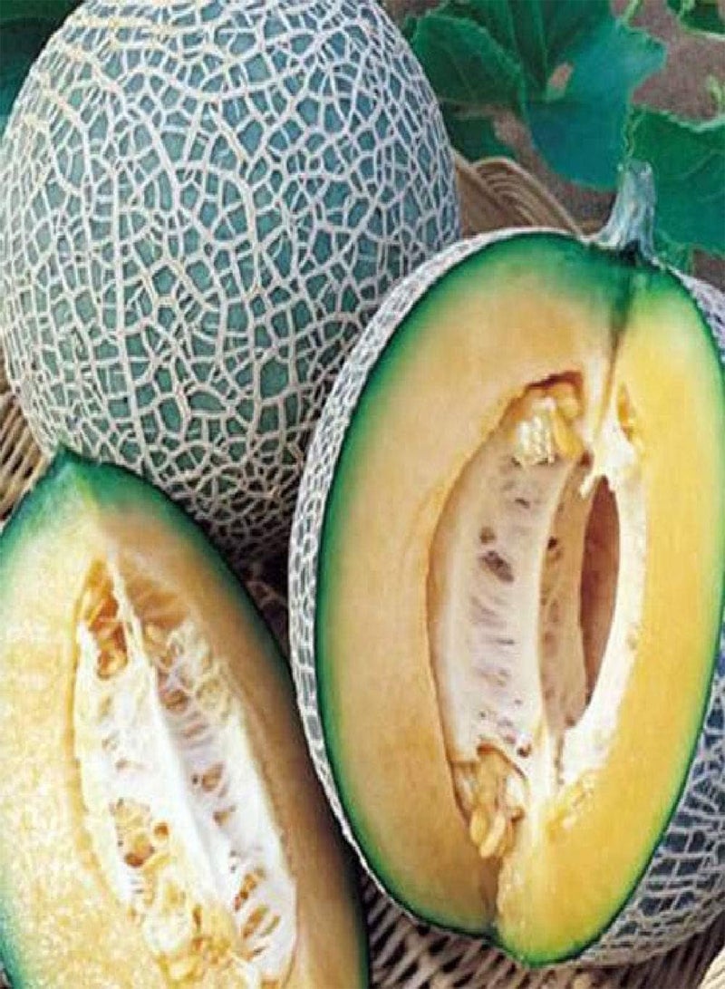 جي جوت - بذور البطيخ البرتقالي بلينهايم، 7 بذور فاكهة - مثالية للزراعة في البيوت الزجاجية/الصوبات الزجاجية/أنفاق البولي - Image 1