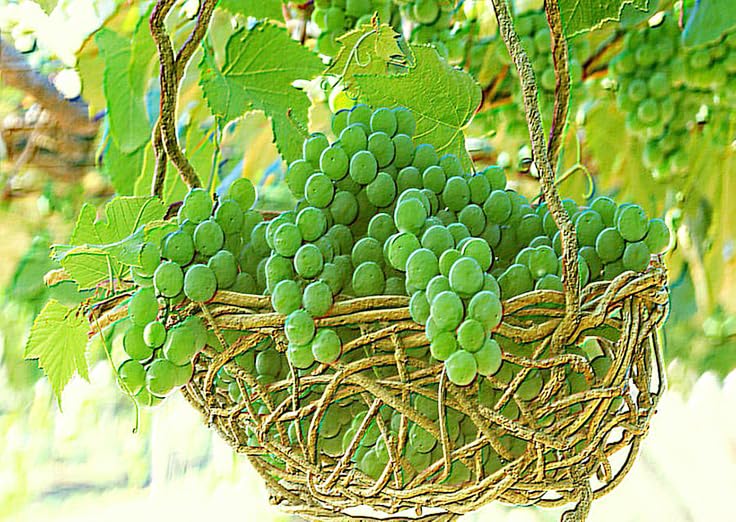Artificial Green Grapes Hanging with Leaves Plastic Fake Fruit Food Home, Car Decor for Table Decoration(Pack of 1 Piece)