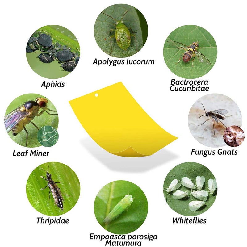 Kensizer 20-Pack Fruit Fly Trap, Yellow Sticky Gnat Traps Killer for Indoor/Outdoor Flying Plant Insect Like Fungus Gnats, Whiteflies, Aphids, Leaf Miners - 6x8 in, Twist Ties Included - Image 5