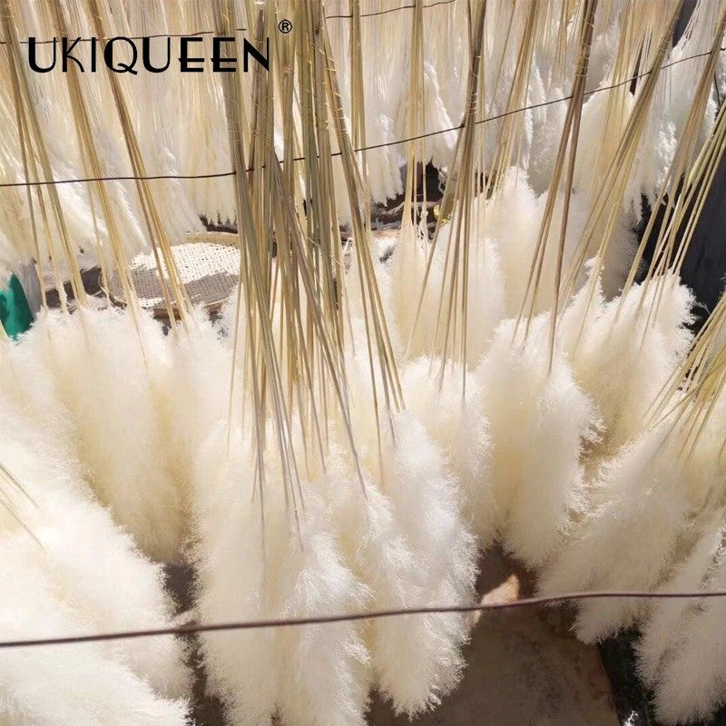 Y&D Tall Beige Pampas Grass Decor 45-120cm - Fluffy Natural Dried Flowers for Home Wedding, Small & Large Faux Pampass Grass, Dried Plants Included - Image 4