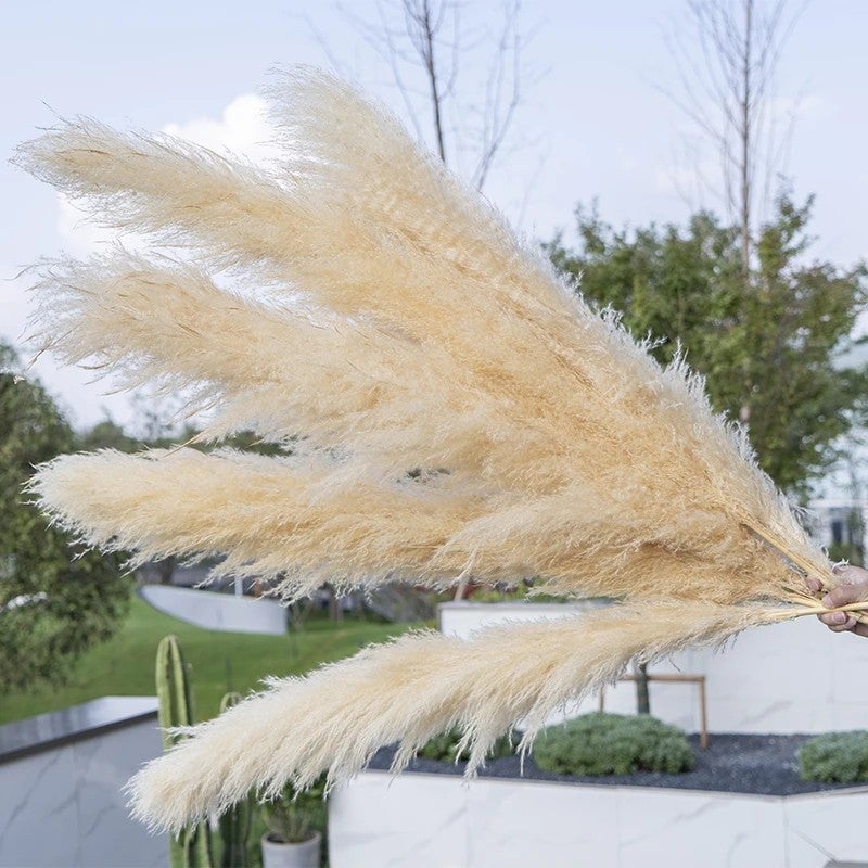 Y&D Tall Beige Pampas Grass Decor 45-120cm - Fluffy Natural Dried Flowers for Home Wedding, Small & Large Faux Pampass Grass, Dried Plants Included - Image 1
