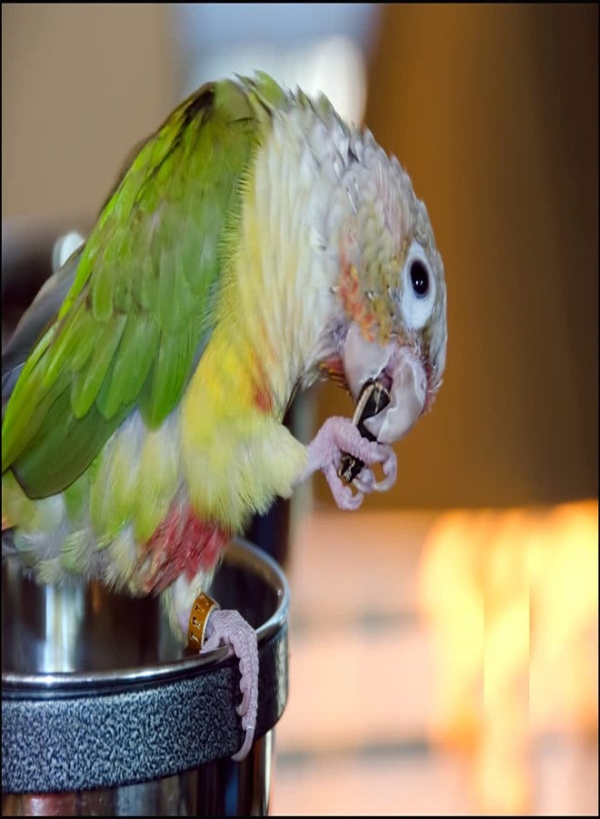 Parrots Wizard Bird , Small Size Strip Sunflower Seeds [4500 Grams] - Image 4
