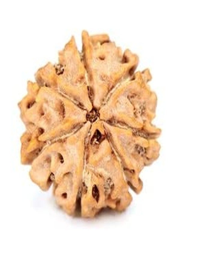 TRINETRA GEMS STONE Sat Mukhi Rudraksha For Make Pendant Superb Seven Face Rudraksha From Nepal Natural 7 Mukhi Rudraksha IGL Lab Certified Blessed Lord Lakshmi सात मुखी रुद्राक्ष For Men Women - Image 1