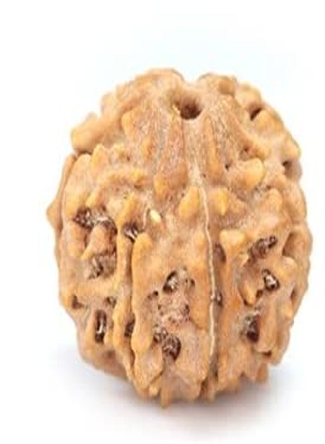 TRINETRA GEMS STONE Sat Mukhi Rudraksha For Make Pendant Superb Seven Face Rudraksha From Nepal Natural 7 Mukhi Rudraksha IGL Lab Certified Blessed Lord Lakshmi सात मुखी रुद्राक्ष For Men Women - Image 2