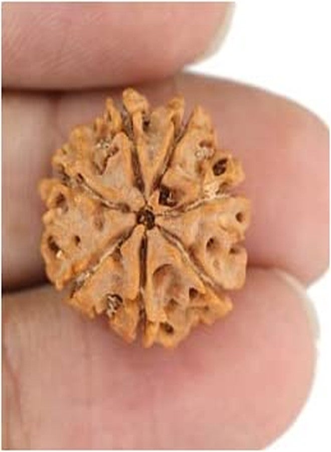 TRINETRA GEMS STONE Sat Mukhi Rudraksha For Make Pendant Superb Seven Face Rudraksha From Nepal Natural 7 Mukhi Rudraksha IGL Lab Certified Blessed Lord Lakshmi सात मुखी रुद्राक्ष For Men Women - Image 3