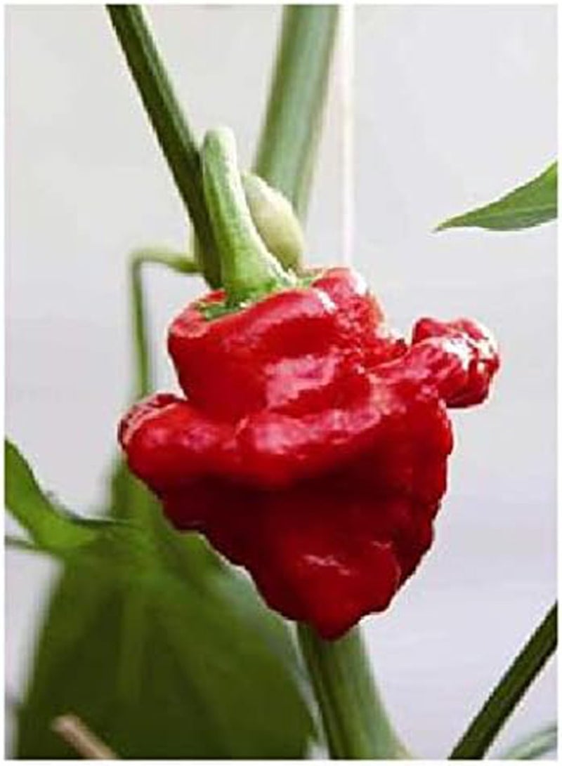 GGOOT Chili Pepper"Scotch Bonnet“ (Capsicum chinense) - 10 Seeds -