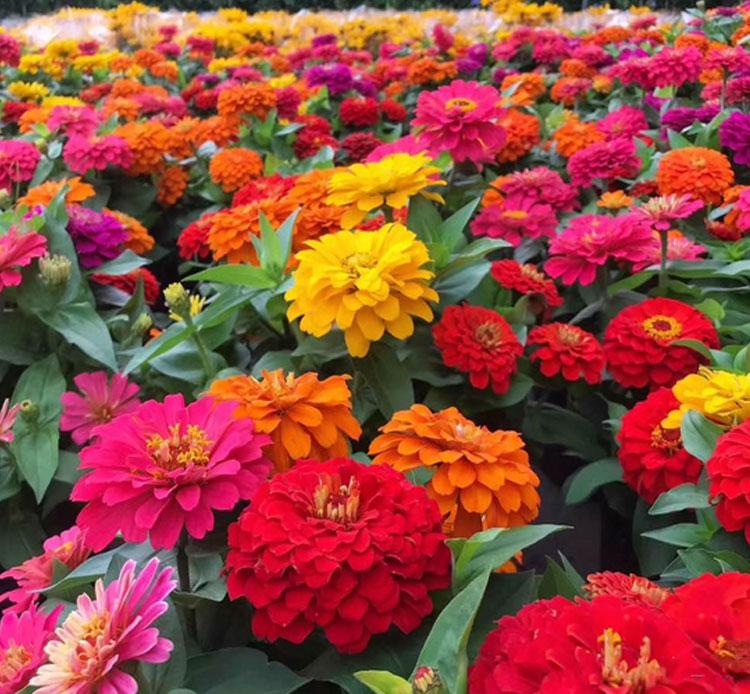 Gardener-Recommended Seasonal Flower Collection for All Soil Types - Image 3