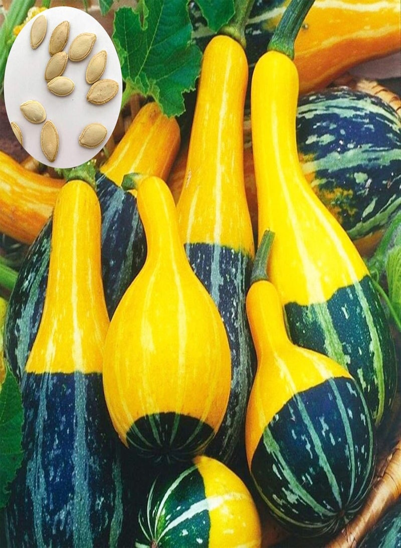 جي جوت نباتات زهور الحديقة الخضراء - 10 بذور قرع الكمثرى ثنائية اللون، مناسبة لحديقة المنزل أو الفناء الخلفي أو ديكور النباتات الكرمة - بذور قرع الكمثرى - Image 1