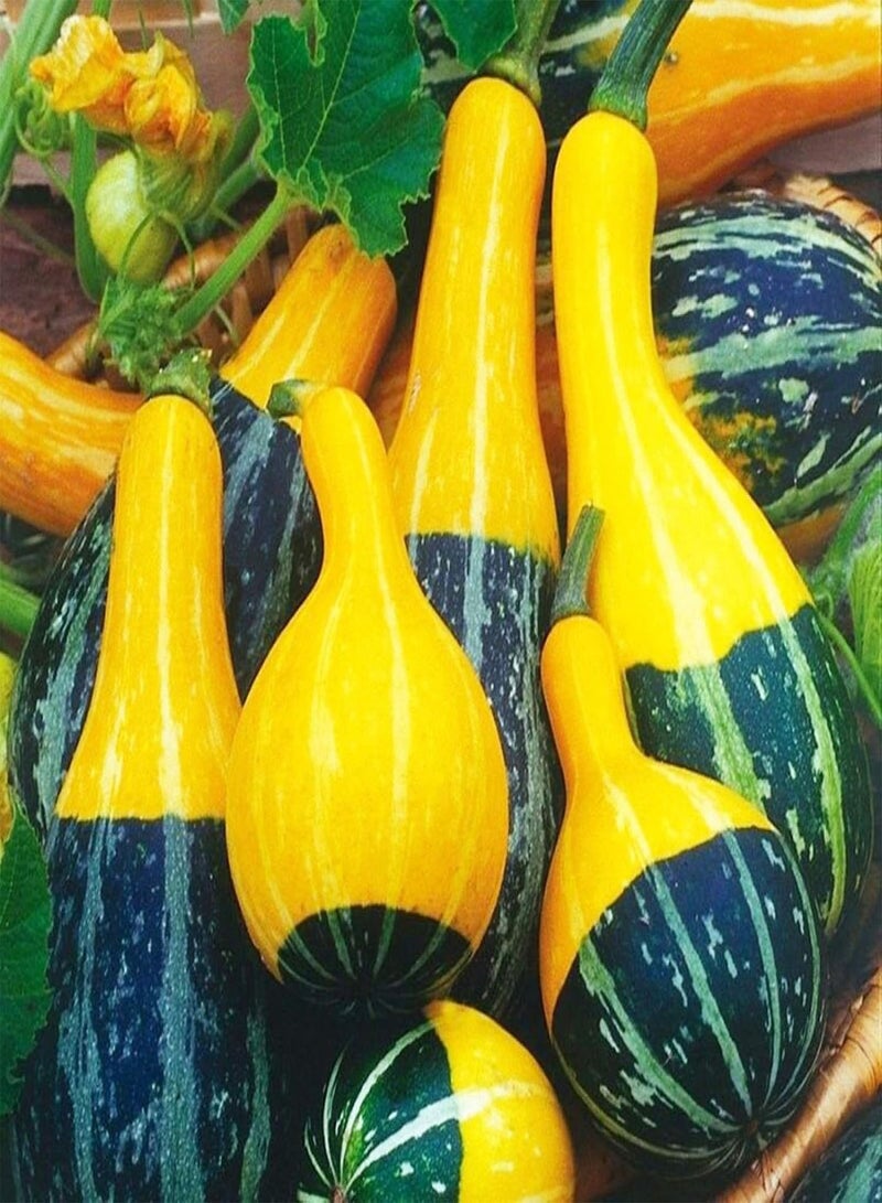 جي جوت نباتات زهور الحديقة الخضراء - 10 بذور قرع الكمثرى ثنائية اللون، مناسبة لحديقة المنزل أو الفناء الخلفي أو ديكور النباتات الكرمة - بذور قرع الكمثرى - Image 2