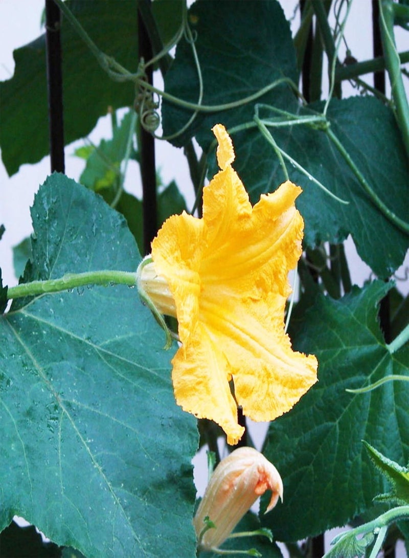 جي جوت نباتات زهور الحديقة الخضراء - 10 بذور قرع الكمثرى ثنائية اللون، مناسبة لحديقة المنزل أو الفناء الخلفي أو ديكور النباتات الكرمة - بذور قرع الكمثرى - Image 4