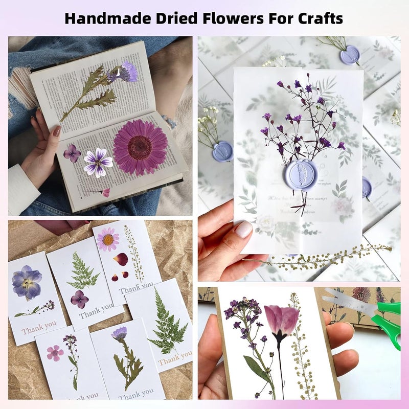 ZMRU 12“ Large Bulk Dried Pressed Flowers for Glass Frame, Real Dry Natural Flower Leaf for Resin Mold, Cake Decor, Holiday Decorations, Phone Cases, Invitations (Purple Haze) - Image 3