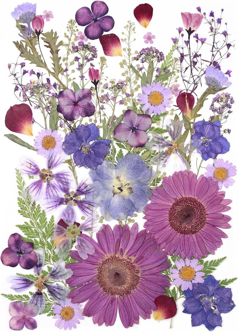 ZMRU 12“ Large Bulk Dried Pressed Flowers for Glass Frame, Real Dry Natural Flower Leaf for Resin Mold, Cake Decor, Holiday Decorations, Phone Cases, Invitations (Purple Haze) - Image 1