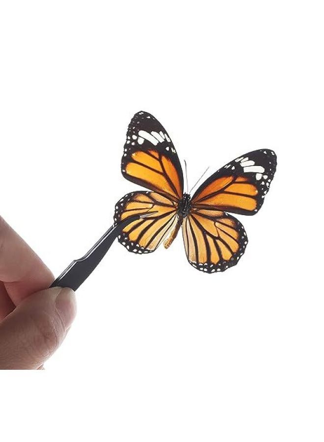 Butterfly Specimen Handmade Diy Production Materials Insect Needle Spread Wing Board Insect Specimen Box Tool Set Complete Set-Specifications:Suit  - Image 5