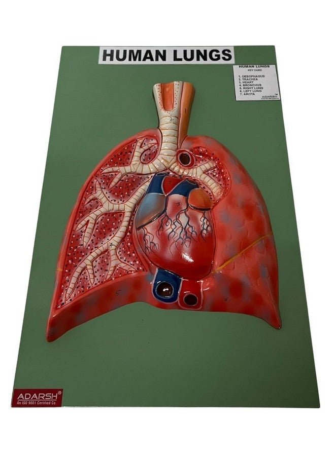 AI-Human Lungs Dissectible Model/Anatomical Model on Board/Human Lungs Dissection Model/Model for Medical Teaching Learning/Kids Learning Education Display Tool/Hand Painted - Image 4
