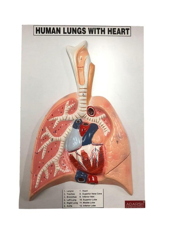 AI-Human Lungs Dissectible Model/Anatomical Model on Board/Human Lungs Dissection Model/Model for Medical Teaching Learning/Kids Learning Education Display Tool/Hand Painted - Image 3