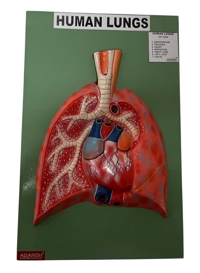 AI-Human Lungs Dissectible Model/Anatomical Model on Board/Human Lungs Dissection Model/Model for Medical Teaching Learning/Kids Learning Education Display Tool/Hand Painted - Image 1