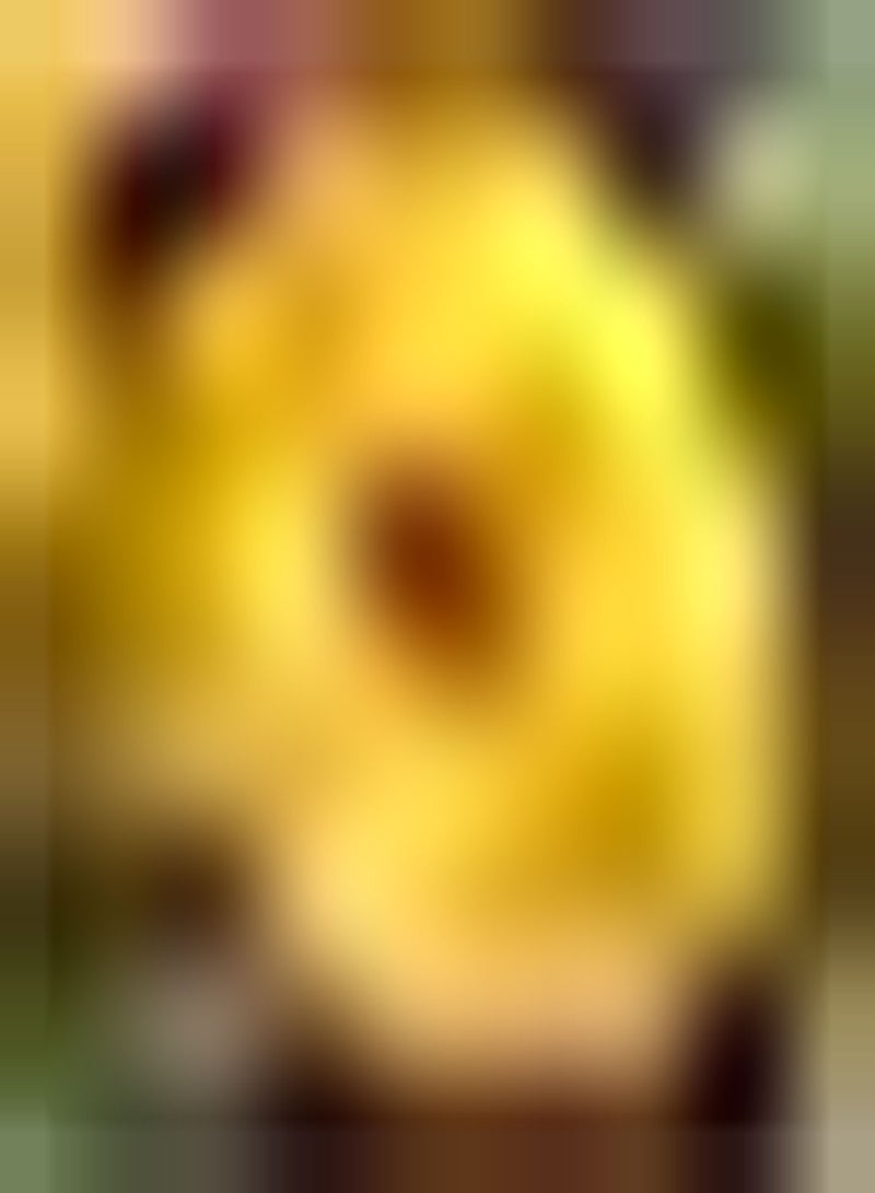 GGOOT 10pcs Gele Ranunculus Bollen Meerjarige Boterbloem Bollen Ingemaakte Bloembollen Geschikt voor Bruidsboeketten of Bloemstukken - Image 3