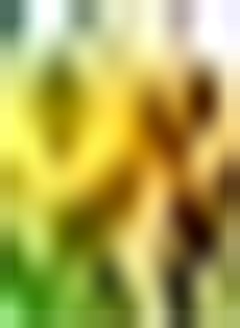 GGOOT 10pcs Gele Ranunculus Bollen Meerjarige Boterbloem Bollen Ingemaakte Bloembollen Geschikt voor Bruidsboeketten of Bloemstukken - Image 2