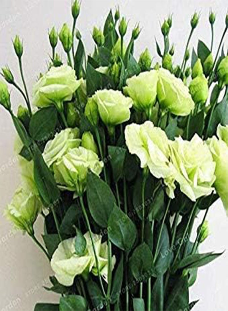 GGOOT . 10 Pcs Eustoma Grandiflorum Rare Flowers Lisianthus Home Garden Plants Easy to Grow: 7