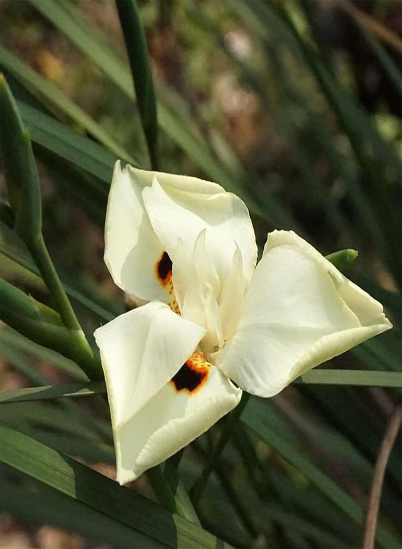جي جوت 20 قطعة من بذور السوسن الأفريقي الأصفر، نباتات زهور عطرية للحديقة، ديكورات منزلية، شرفة، بونساي، بذور السوسن تيكتوروم - Image 5