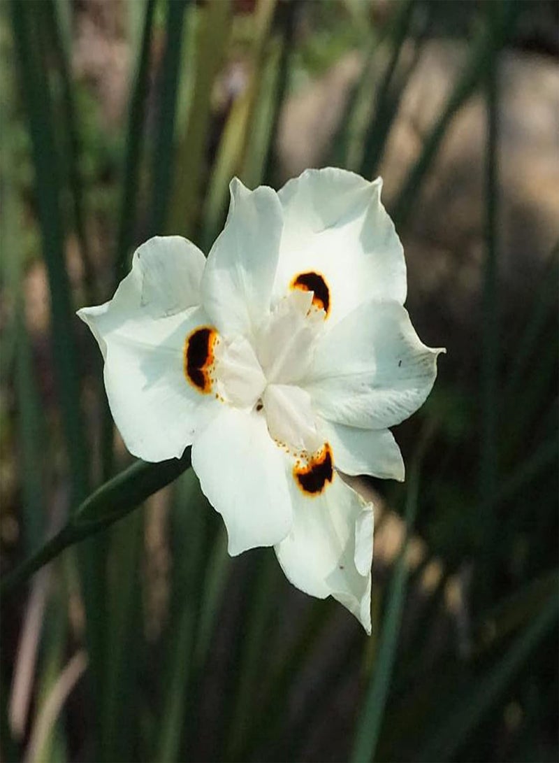 جي جوت 20 قطعة من بذور السوسن الأفريقي الأصفر، نباتات زهور عطرية للحديقة، ديكورات منزلية، شرفة، بونساي، بذور السوسن تيكتوروم - Image 4