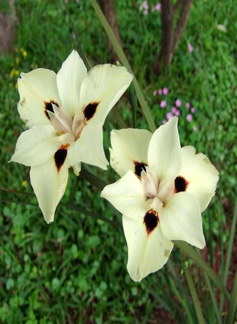 جي جوت 20 قطعة من بذور السوسن الأفريقي الأصفر، نباتات زهور عطرية للحديقة، ديكورات منزلية، شرفة، بونساي، بذور السوسن تيكتوروم - Image 1