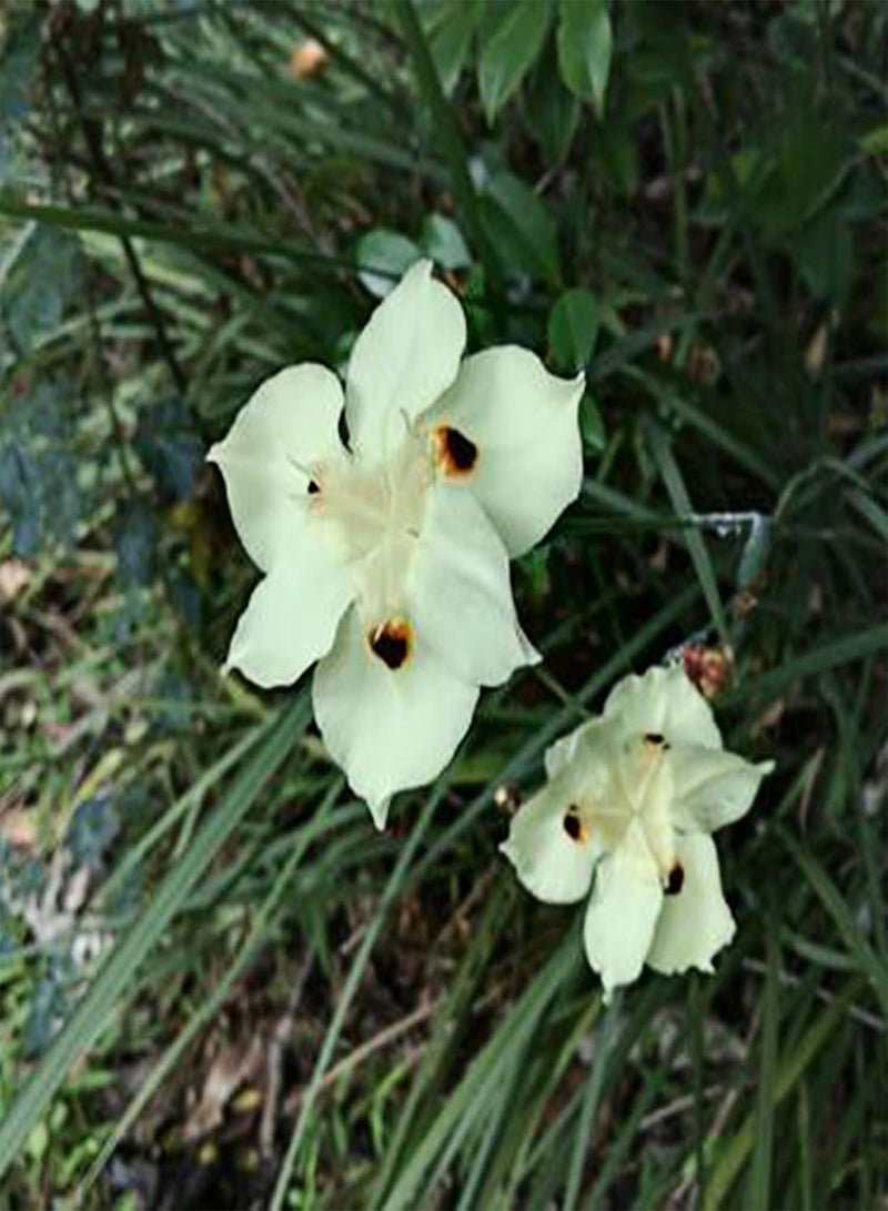 جي جوت 20 قطعة من بذور السوسن الأفريقي الأصفر، نباتات زهور عطرية للحديقة، ديكورات منزلية، شرفة، بونساي، بذور السوسن تيكتوروم - Image 2