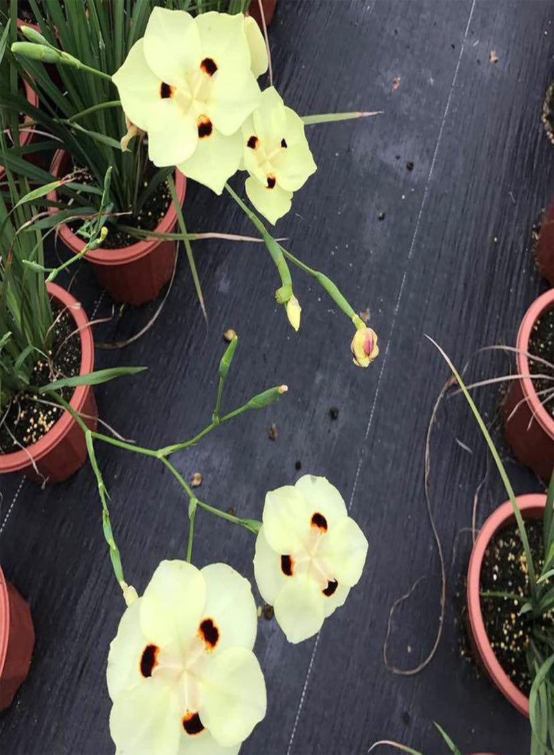 جي جوت 20 قطعة من بذور السوسن الأفريقي الأصفر، نباتات زهور عطرية للحديقة، ديكورات منزلية، شرفة، بونساي، بذور السوسن تيكتوروم - Image 3