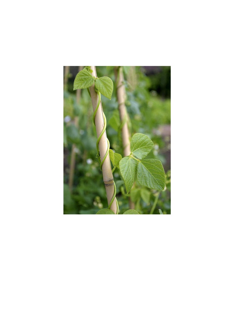Generic Bamboo Pole/Plant Support Stake Stick Garden Stake (5pcs, 120cm)  - Image 3