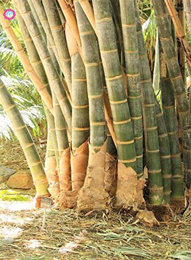 GGOOT 20PCS Giant Yellow Bamboo Plant Rare Moso Bamboo Bambu Bambusa Lako Tree for Home Garden Planting - Image 3