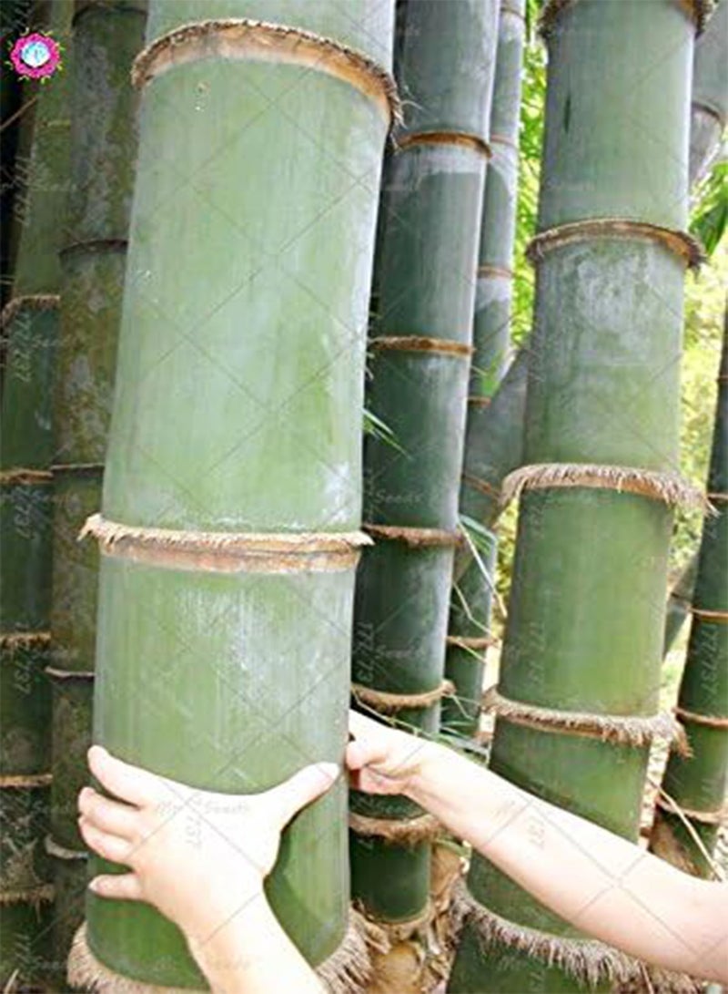 GGOOT 20PCS Giant Yellow Bamboo Plant Rare Moso Bamboo Bambu Bambusa Lako Tree for Home Garden Planting - Image 4
