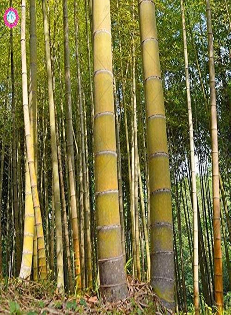 GGOOT 20PCS Giant Yellow Bamboo Plant Rare Moso Bamboo Bambu Bambusa Lako Tree for Home Garden Planting - Image 1