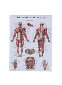 Thoraya Muscle Anatomy Poster Color Human Muscle Chart for Classrooms Clinics Gyms Home  - Image 1