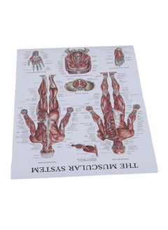 Thoraya Muscle Anatomy Poster Color Human Muscle Chart for Classrooms Clinics Gyms Home  - Image 4