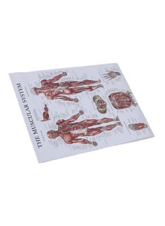 Thoraya Muscle Anatomy Poster Color Human Muscle Chart for Classrooms Clinics Gyms Home  - Image 3