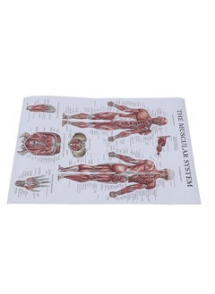 Thoraya Muscle Anatomy Poster Color Human Muscle Chart for Classrooms Clinics Gyms Home  - Image 5