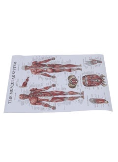 Thoraya Muscle Anatomy Poster Color Human Muscle Chart for Classrooms Clinics Gyms Home  - Image 2
