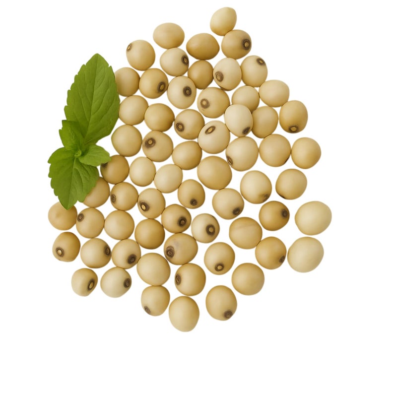 RDK Natural Original White Gunja Ratti Chirmi Bead Abrus Precatorius Jequirity Rosary Pea Jaapmala Making Beads for Meditation & Pooja Astrology Organic Jewellery - 51 Beads - Image 5