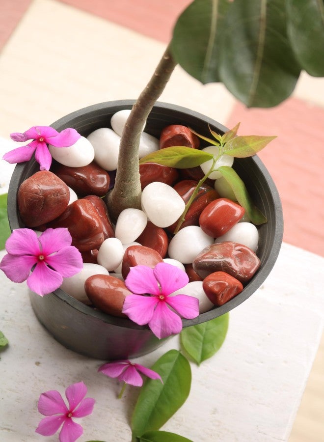 Wowtag Red and White Polished Natural Stones, 2-4 CM,1.95 KG, for Plant pots, Aquarium, Garden, Home Decoration - Image 4
